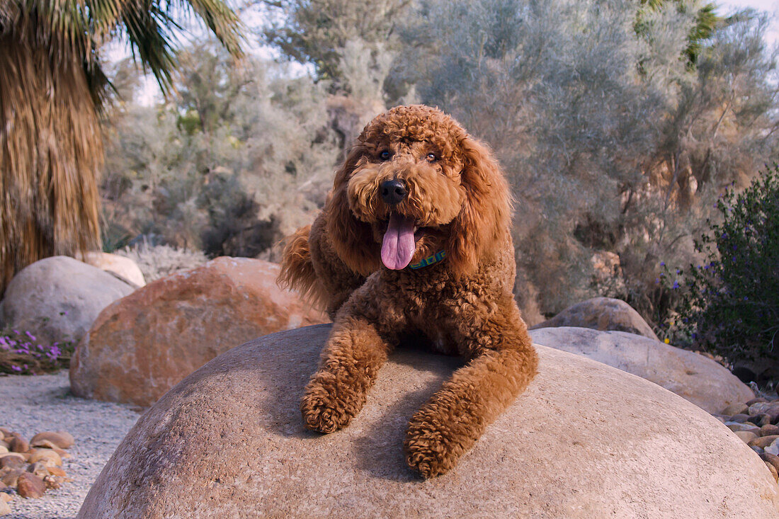 Labradoodle in desert garden