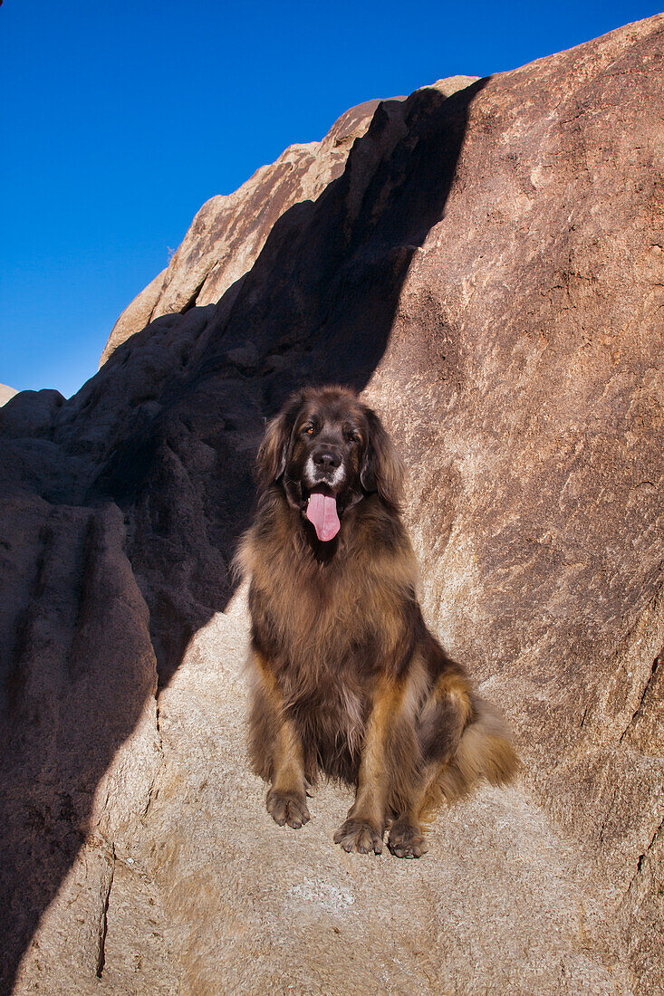 Leonberger auf Granitblöcken