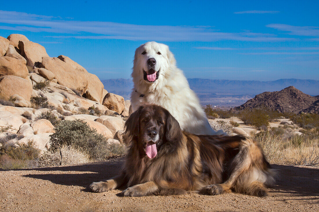 Große Pyrenäen und Leonberger auf Granitblöcken