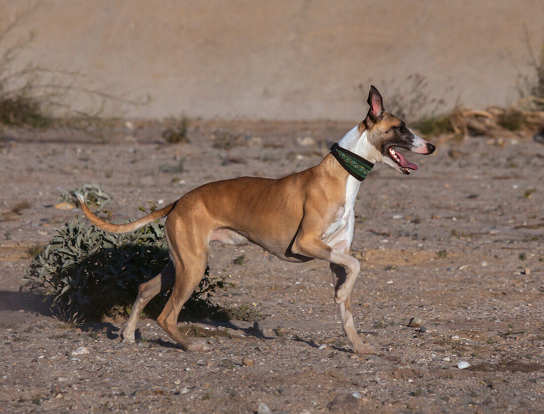 Whippets in Bewegung