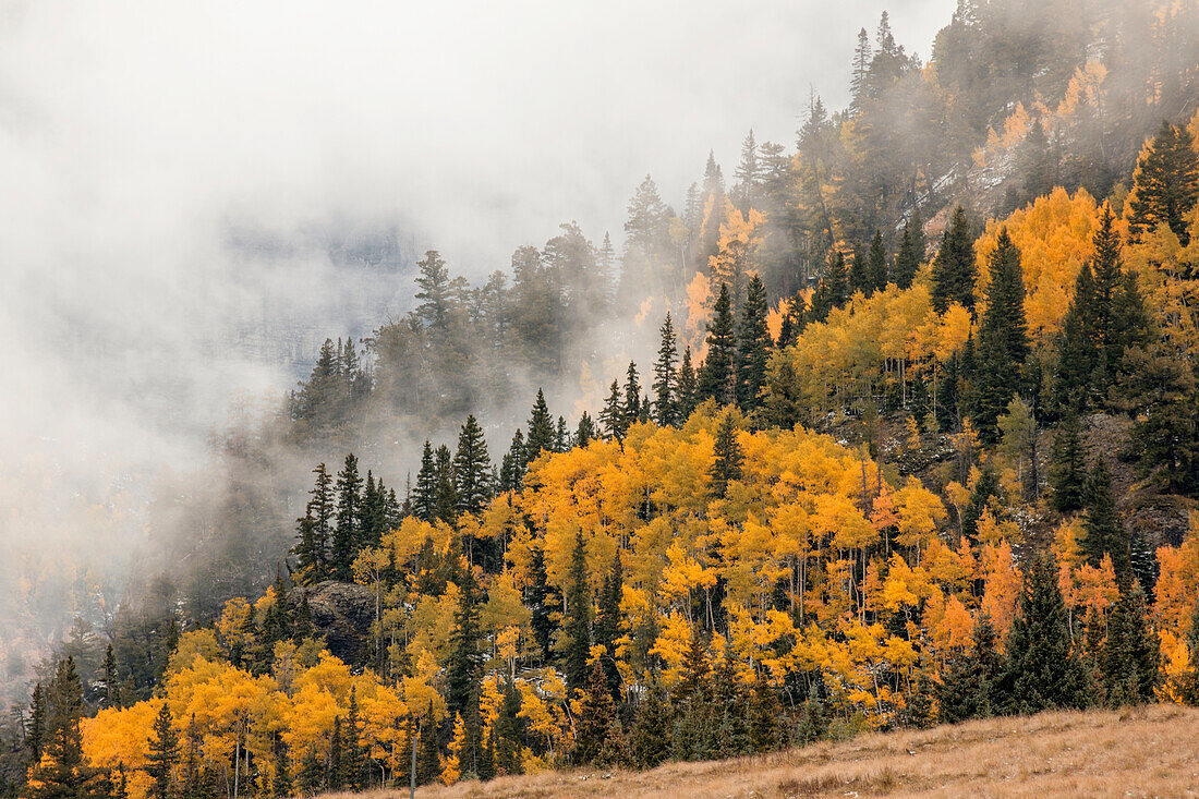 Herbstliche Espenbäume, Nebel und Berghang bei Sonnenaufgang, vom Million Dollar Highway in der Nähe des Crystal Lake, Ouray, Colorado