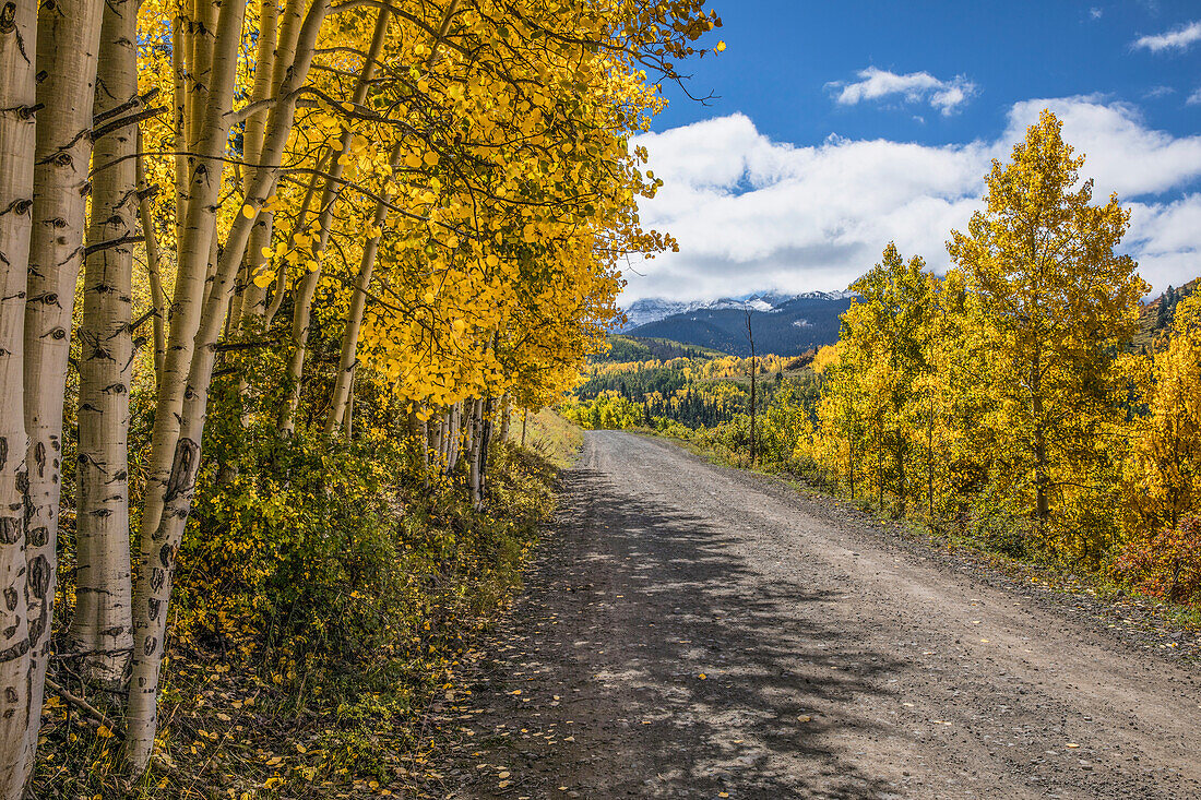 Rural forest service road and golden aspen trees in fall, Uncompahgre National Forest, Colorado
