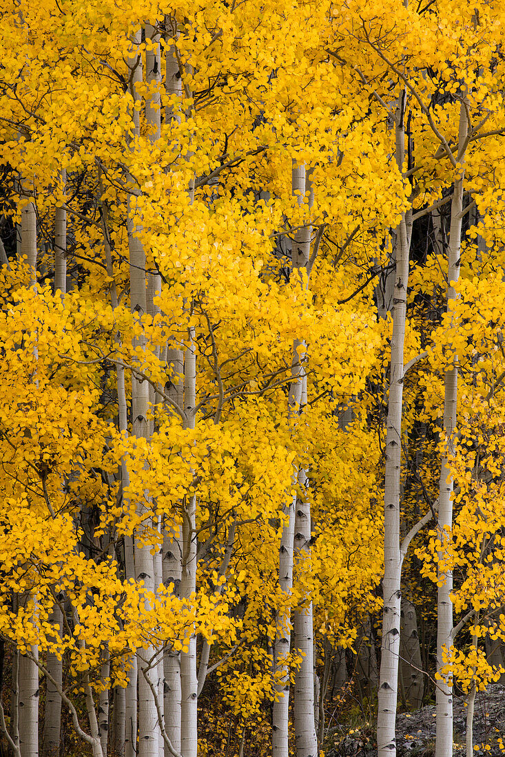 Espenbäume in Herbstfärbung, Uncompahgre National Forest, Colorado