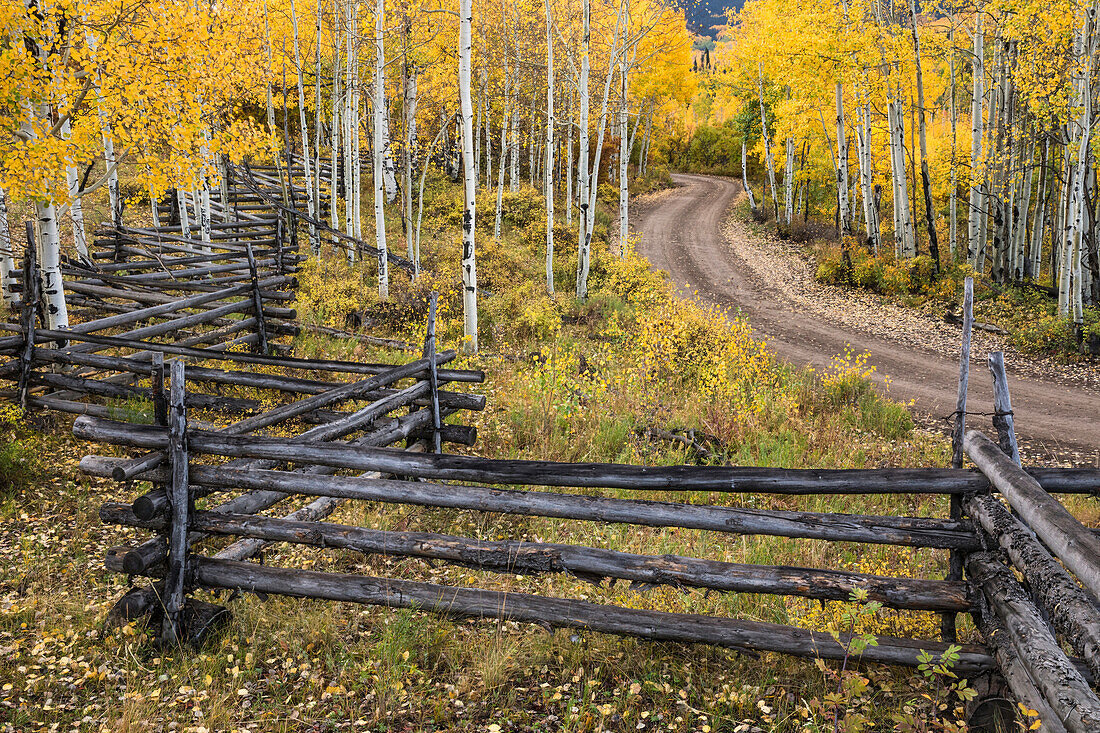 Zig zag rail fence and rural forest service road and golden aspen trees in fall, Sneffels Wilderness Area, Uncompahgre National Forest, Colorado