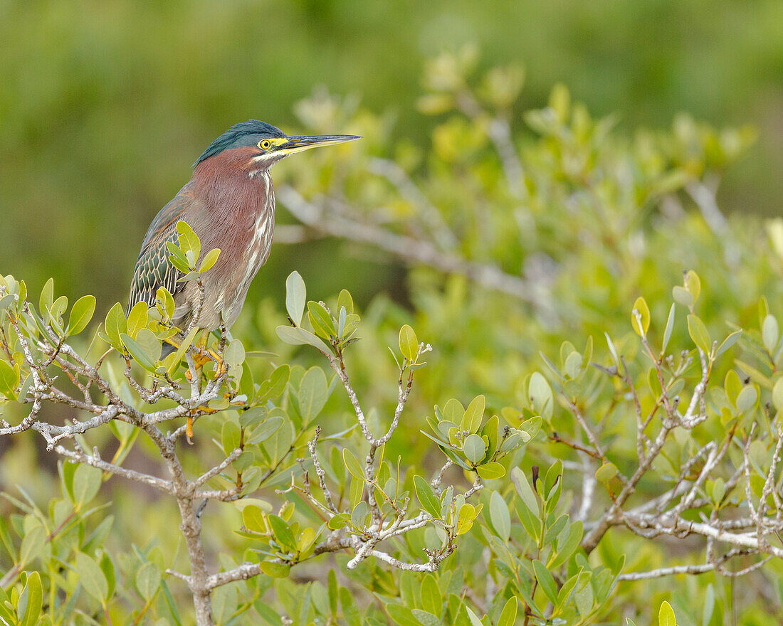 Green-backed heron among red mangroves, Butorides virescens, Merritt Island National Wildlife Refuge, Florida