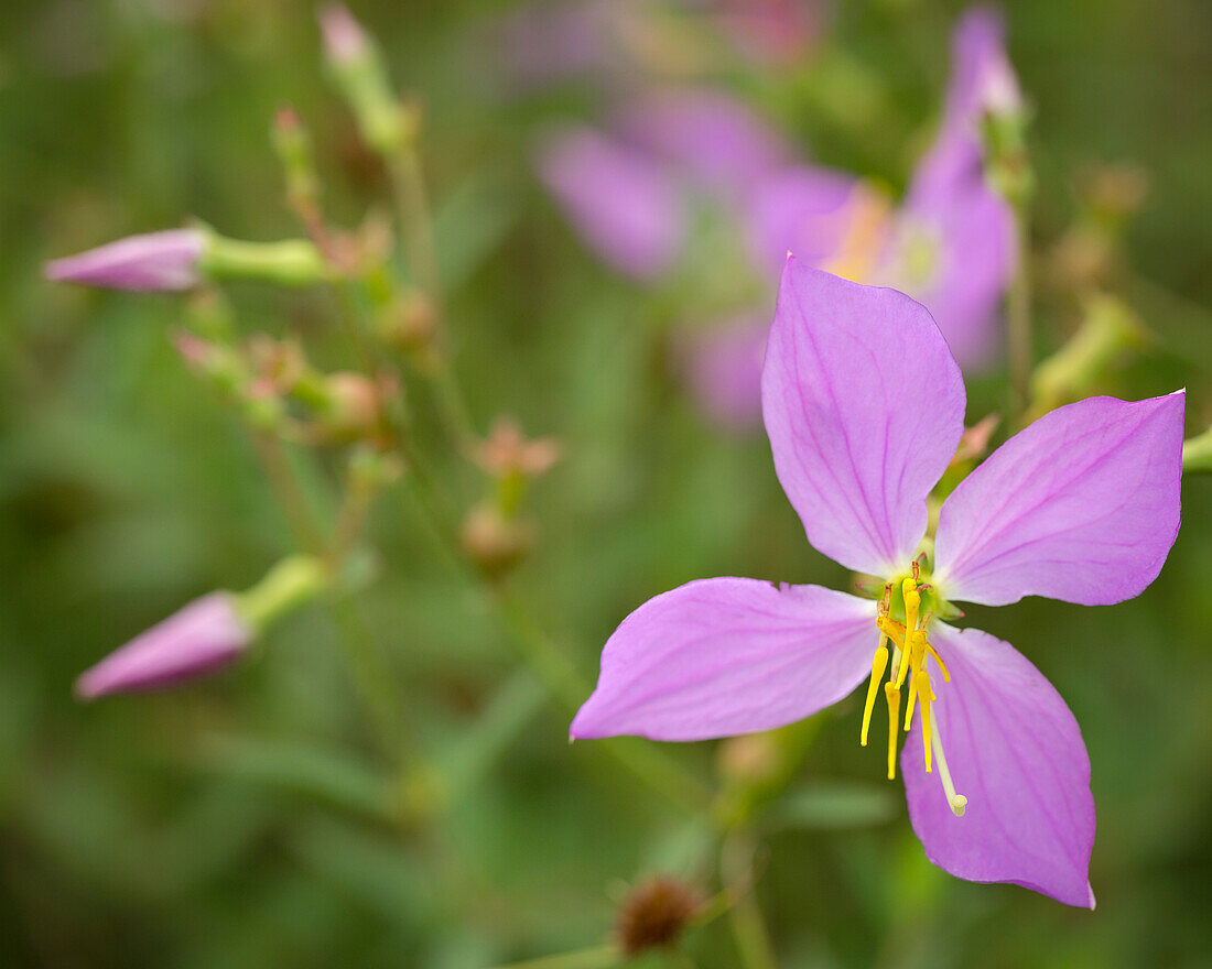 Wiesenschönheit, Rhexia Virginica, Half Moon Wildlife Management Area, Florida, USA