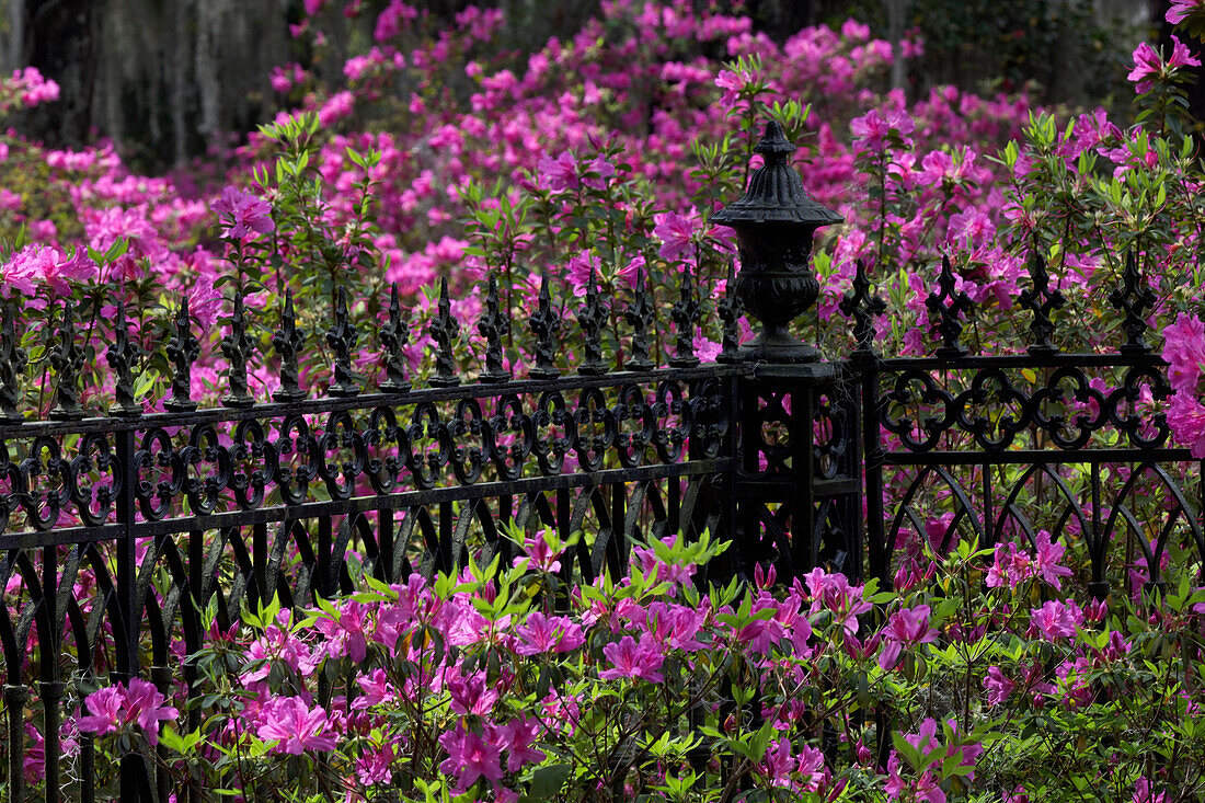 Eisenzaun und Azaleen in voller Blüte, Bonaventure-Friedhof, Savannah, Georgia