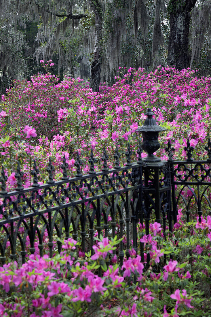 Iron fence and azaleas in full bloom, Bonaventure Cemetery, Savannah, Georgia