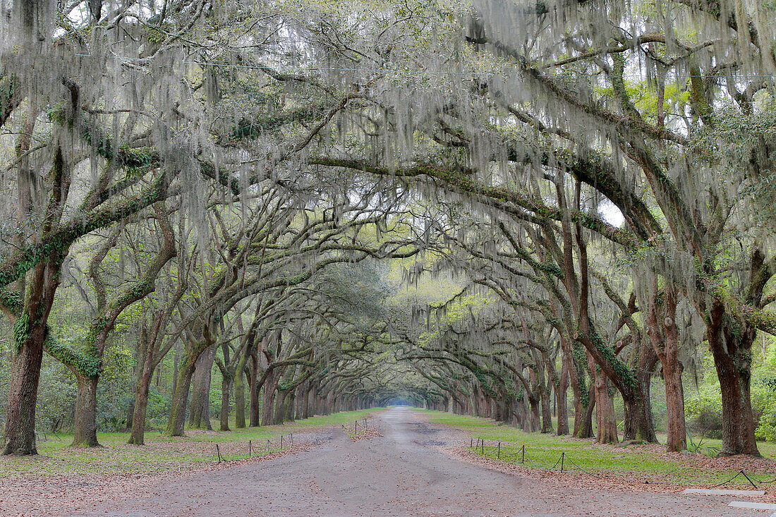 Oak lined lane into Wormsloe Historic Site Savannah, Georgia