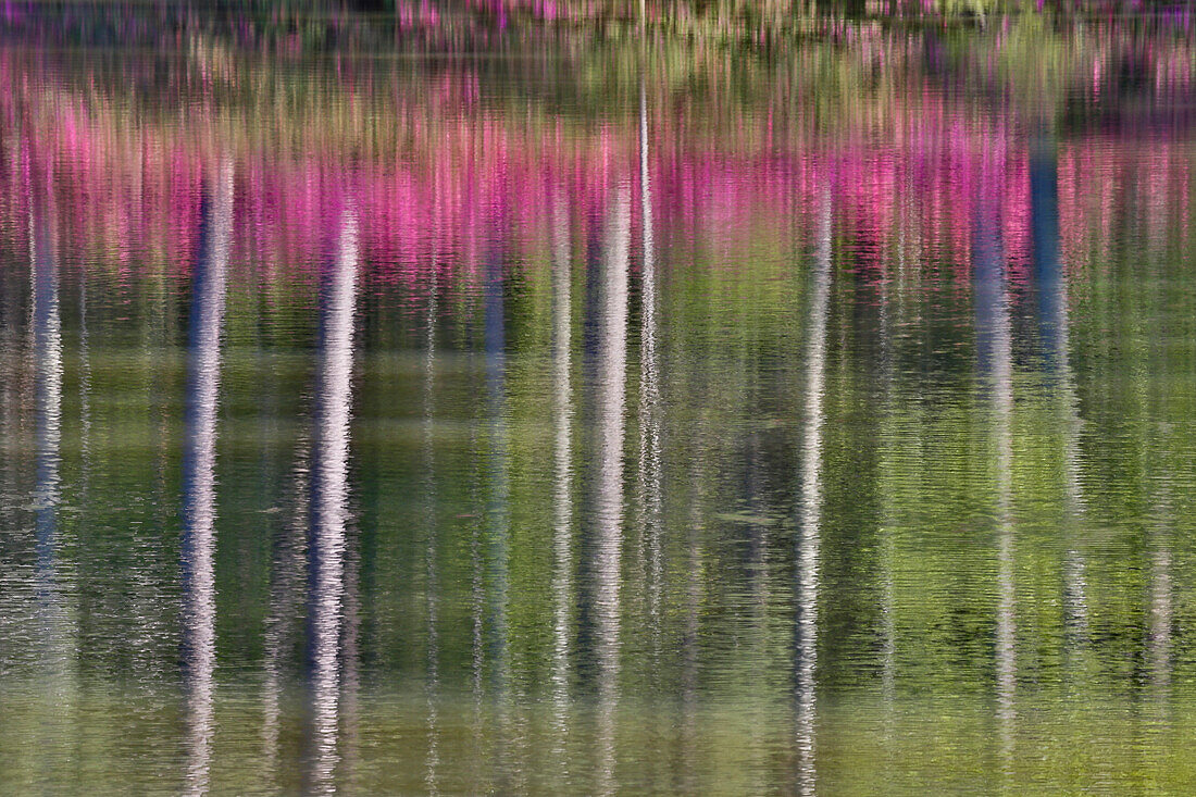 Tree trunks and azaleas reflected in calm pond, Callaway Gardens, Georgia
