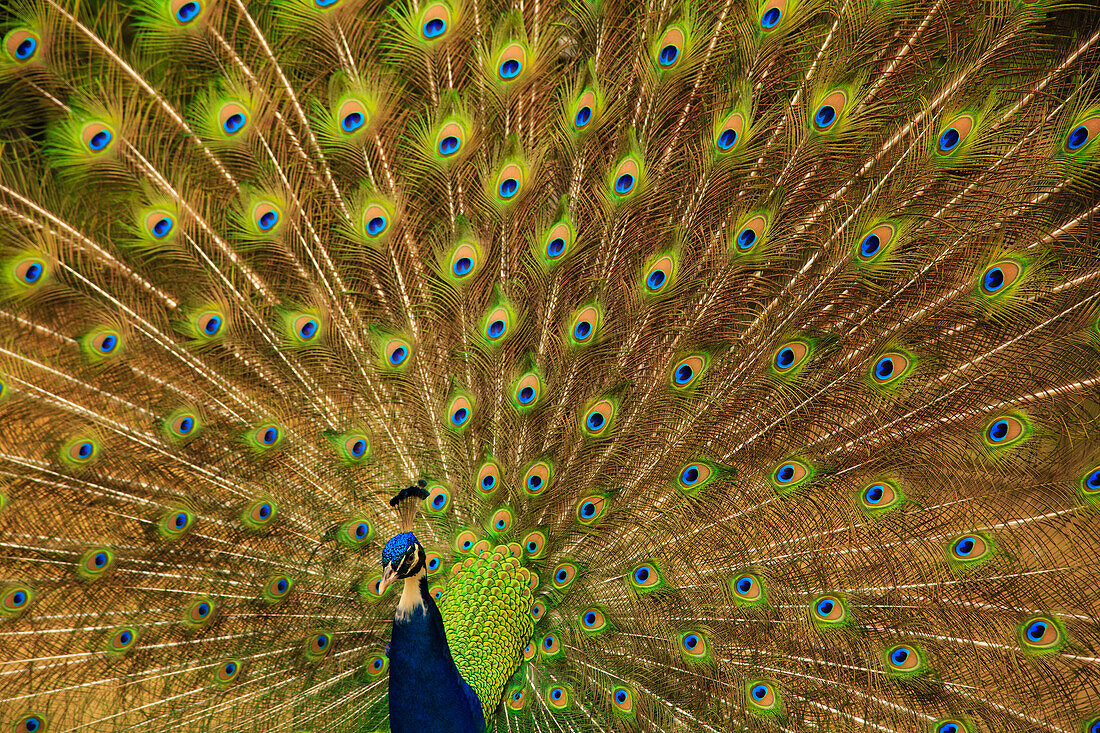 USA, South Carolina, Charleston. Peacock displaying spring tail feathers.