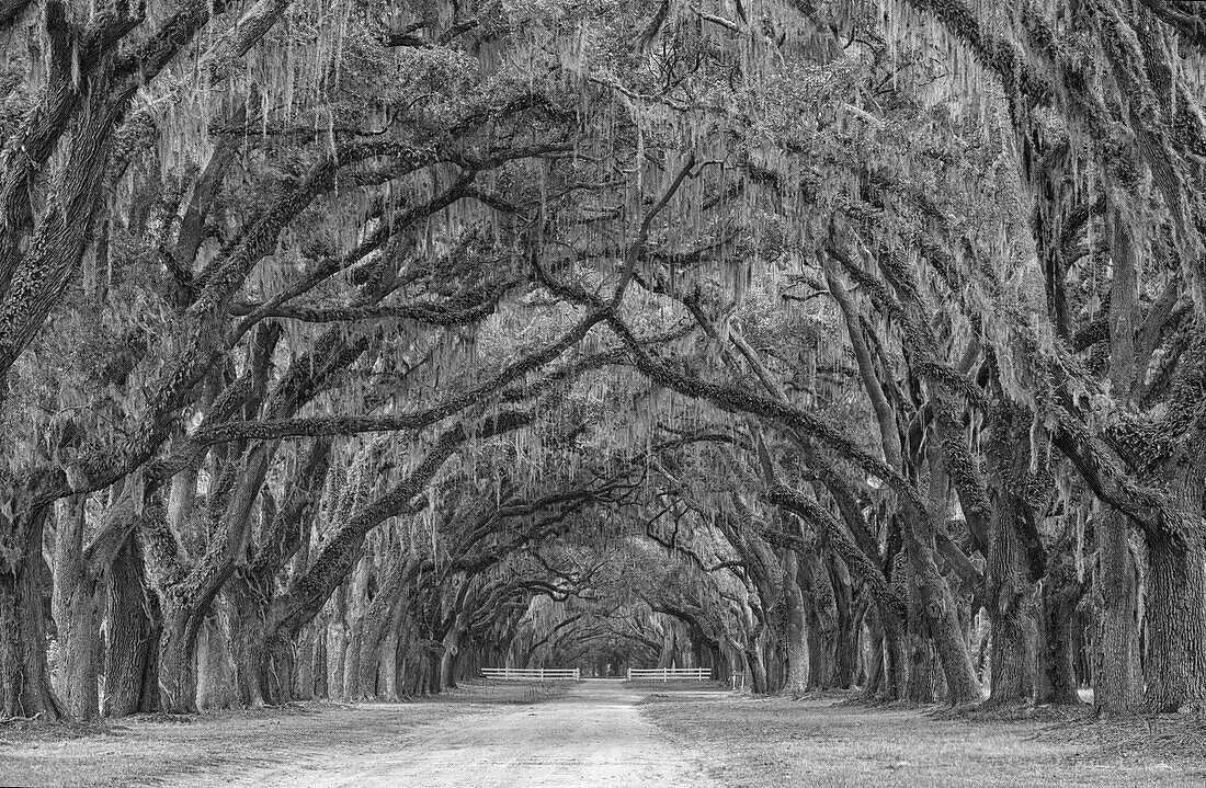 USA, Georgia, Savannah. Historic Wormsloe Plantation moss covered oaks mile long drive.