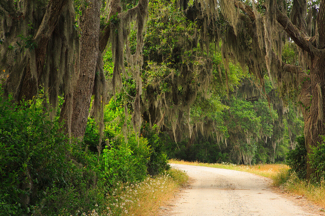 USA, Georgia, Savannah. Drive at the Savannah National Wildlife Refuge.