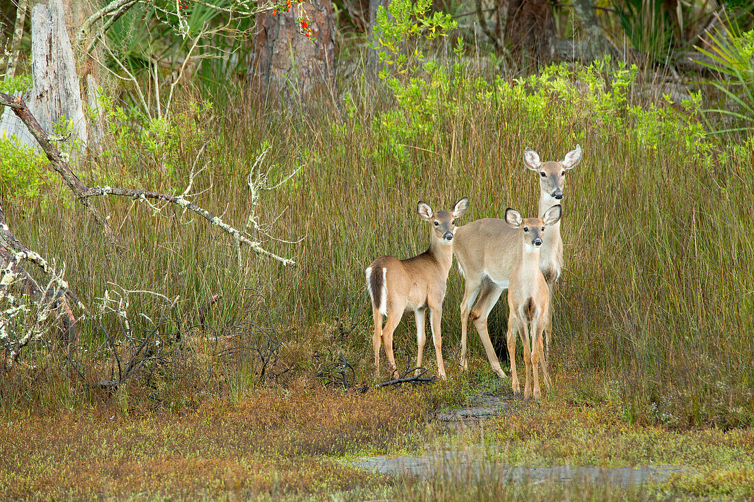 USA, Georgia, Savannah. Doe and twin fawns at Skidaway Island State Park.