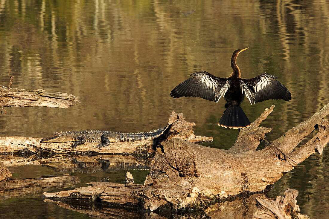 USA, Georgia, Riceboro. Alligator und Anhinga sonnen sich auf einem Baumstamm.