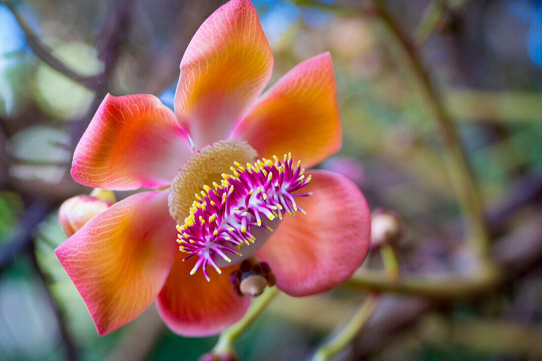 Cannonball Tree, Flower, Foster Botanical, Gardens, Honolulu, Oahu, Hawaii