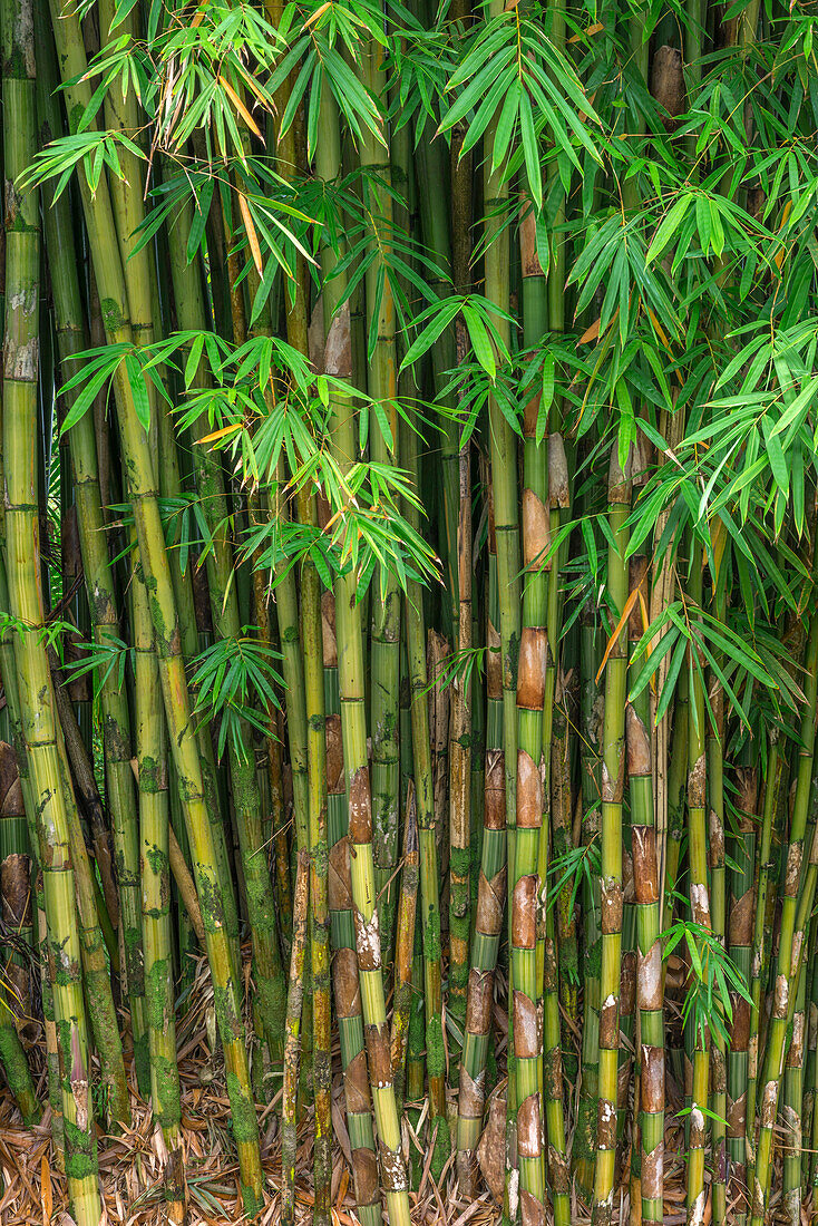 USA, Hawaii, Big Island of Hawaii. Bamboo is invasive to the Hawaiian Islands, Hamakua Coast.
