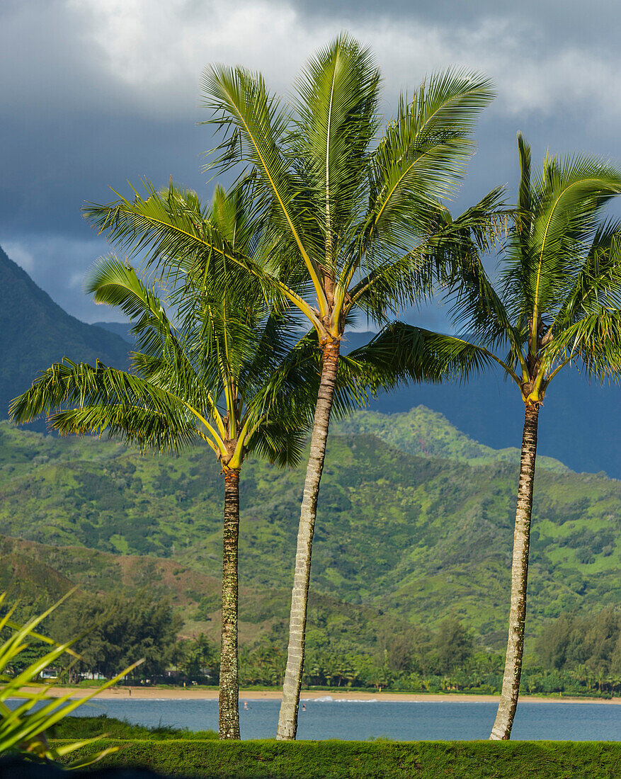 Hanalei Bay, Hawaii, Kauai, Pazifik, Palmen