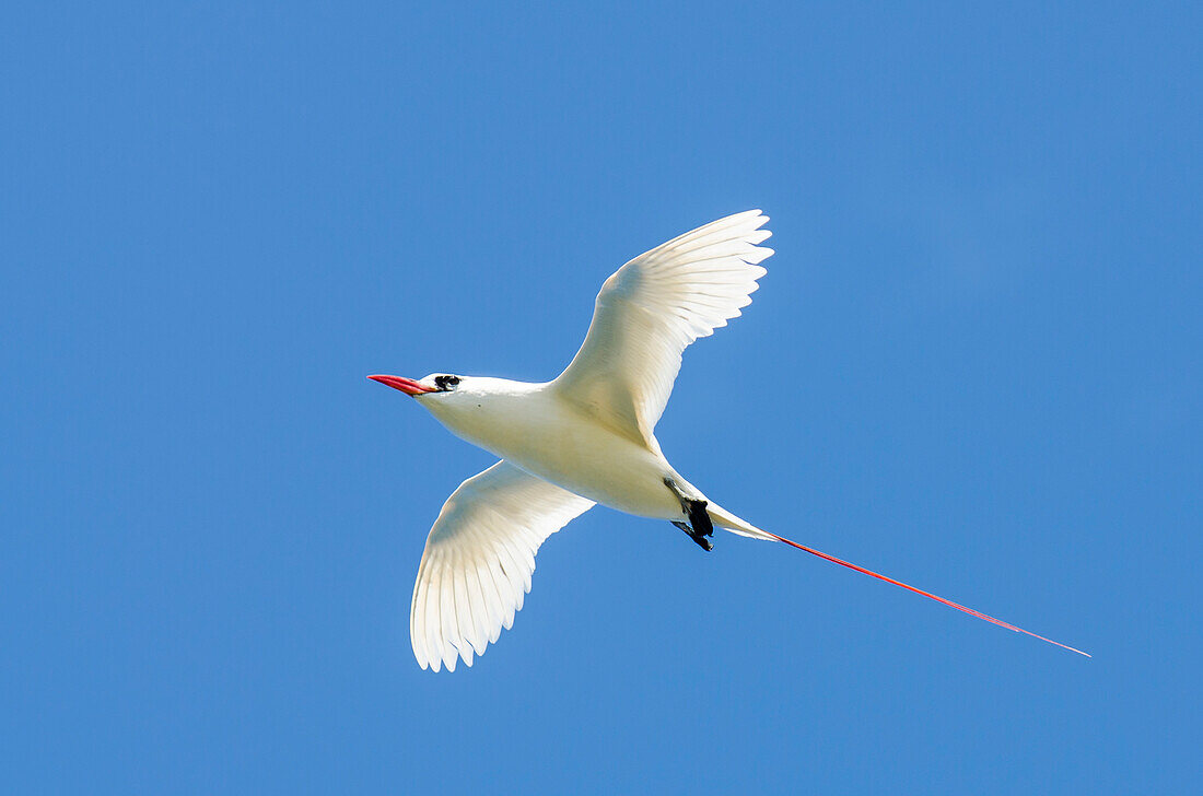 Red-tailed Tropicbird (Phaethon rubricauda) Kilauea Point National Wildlife Refuge, Kauai, Hawaii.