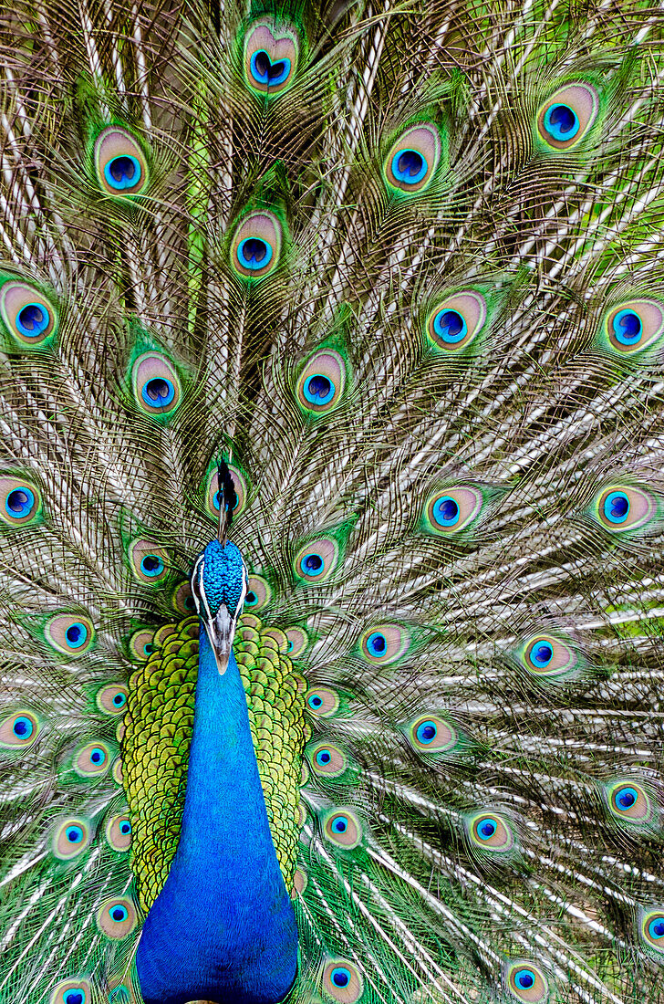 Indian peacock (Pavo cristatus), Waimea Valley Audubon Park, North Shore, Oahu, Hawaii.