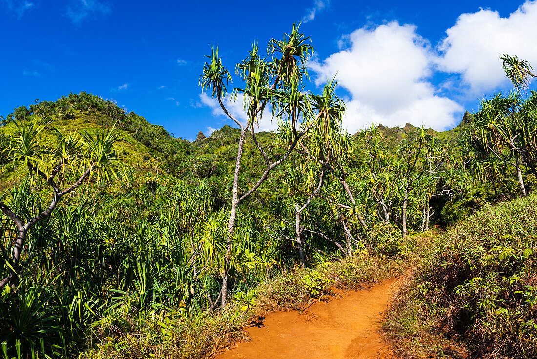 Üppige Vegetation entlang des Kalalau Trail an der Na Pali Coast, Insel Kauai, Hawaii, USA