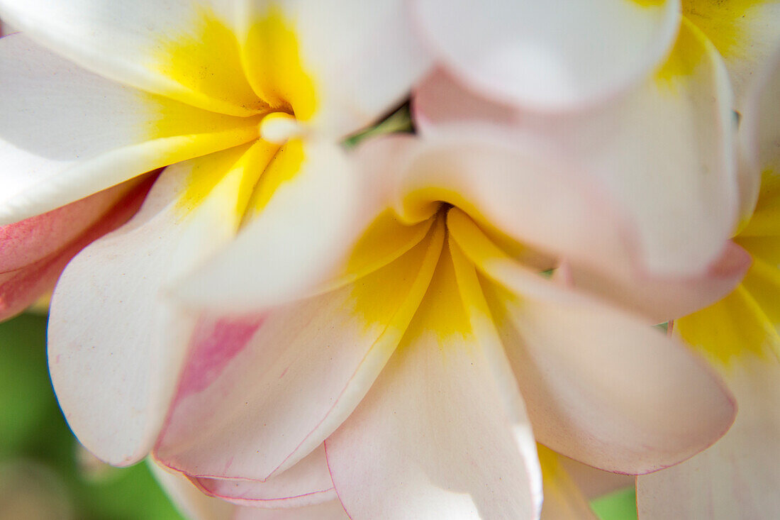 USA, Hawaii, Oahu, Tropical Gardens with close up of a Plumeria flower