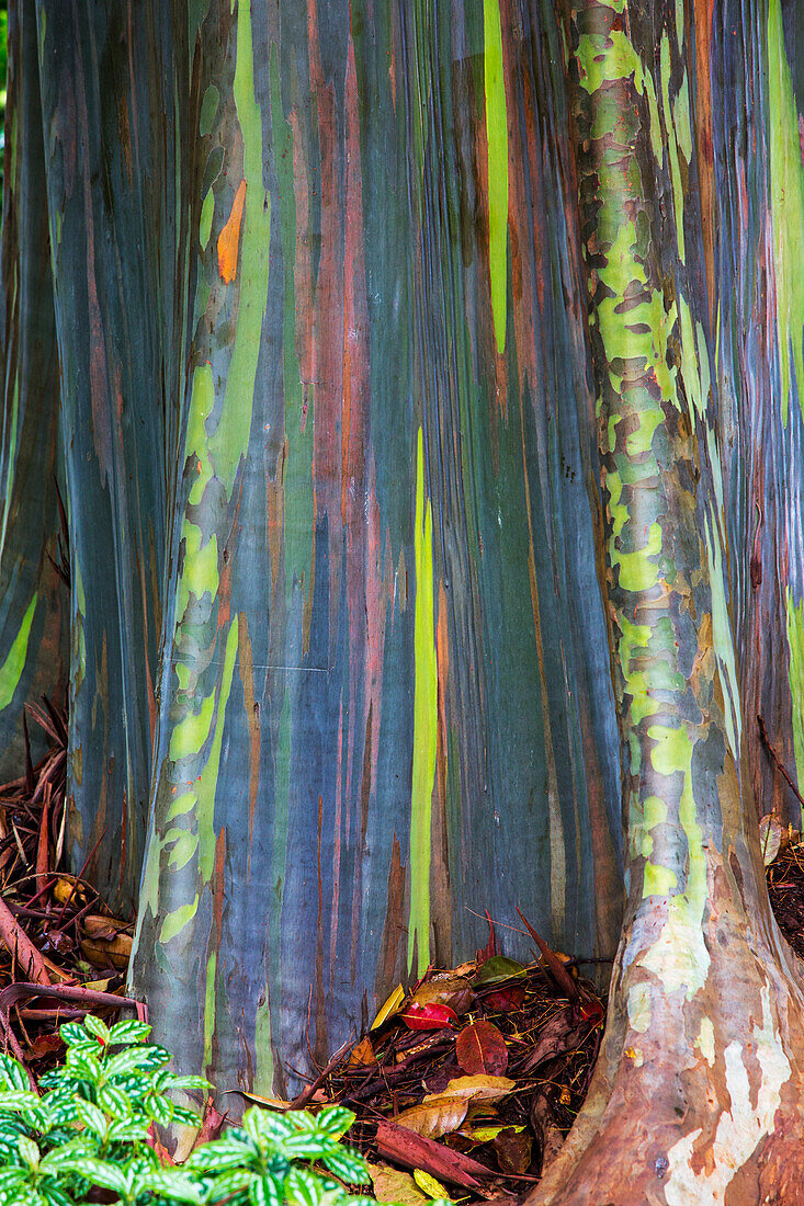 USA, Hawaii, Oahu, Rainbow eucalyptus Tree growing in forest