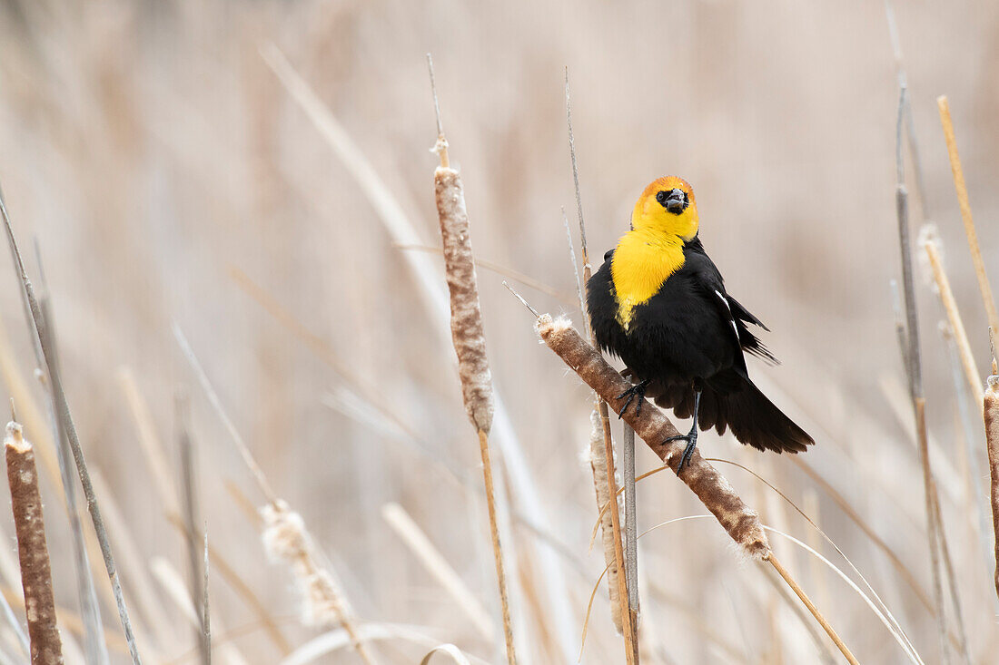 USA, Idaho, Market Lake Wildlife Management Area. Gelbkopf-Amsel auf Rohrkolben