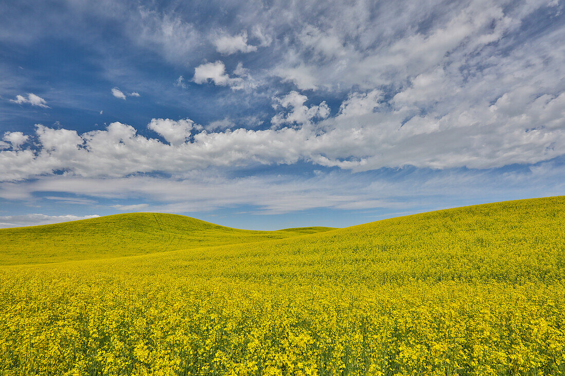 Large field of canola on the Washington State and Idaho border near Estes, Idaho