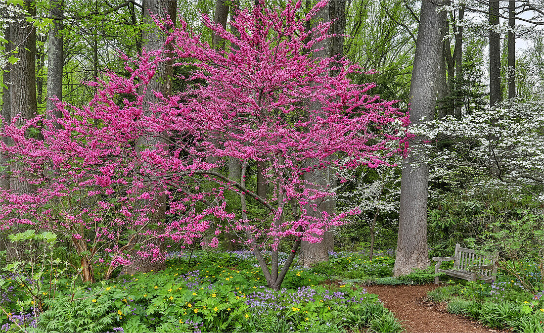 Redbud tree in full bloom. Mt. Cuba Garden, Hockessin, Delaware