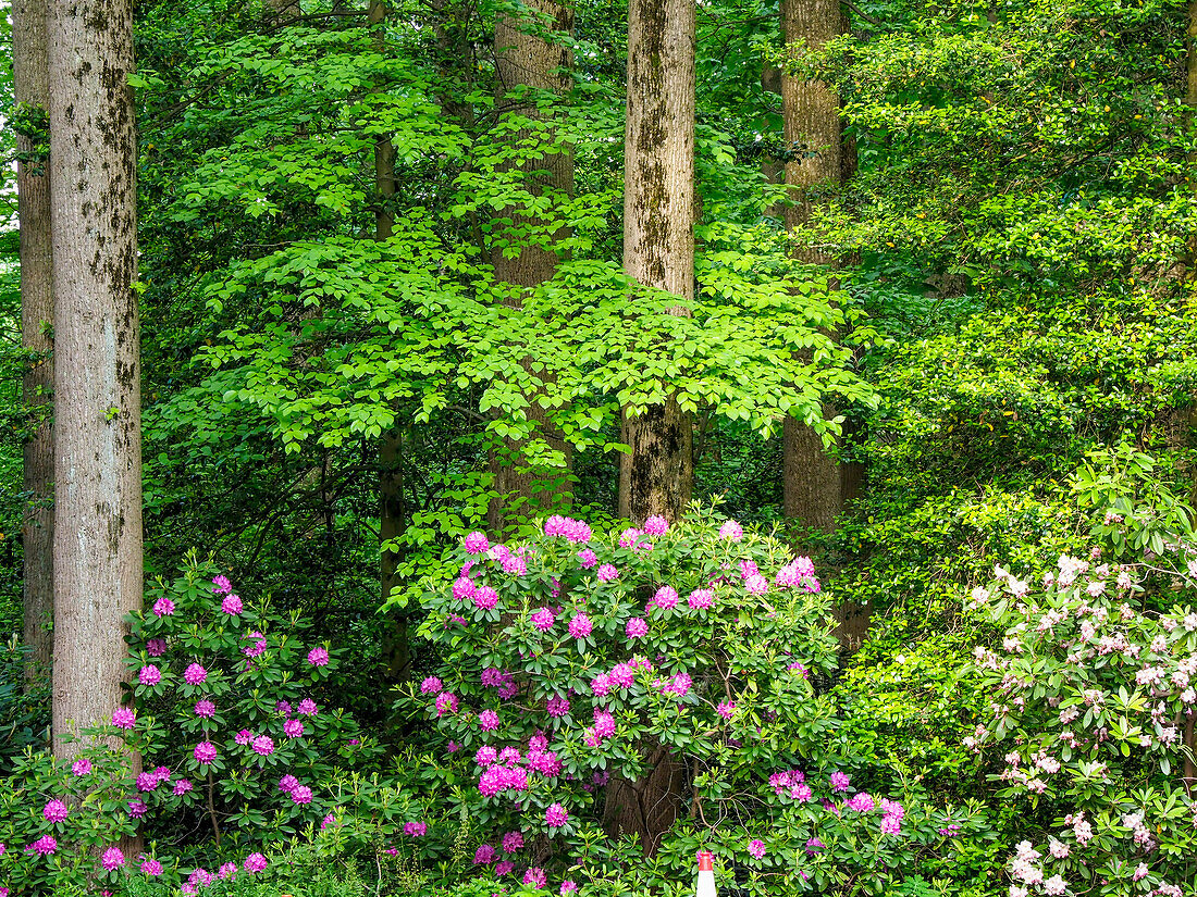 USA, Delaware. Rhododendren und Bäume in einer Parkanlage.
