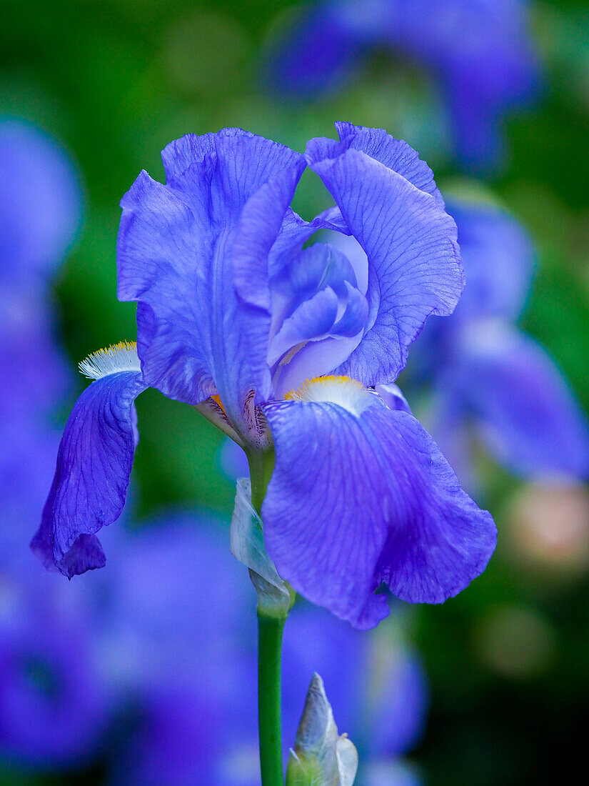 USA, Delaware. Close-up of a blue bearded iris.