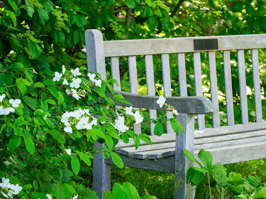 USA, Delaware. A dedication bench surrounded by hydrangeas in a garden.