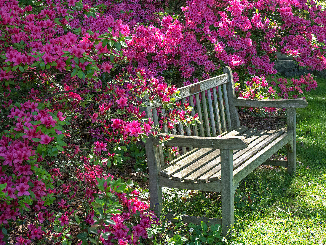 USA, Delaware. Eine von rosa Azaleen umgebene Einweihungsbank in einem Garten.