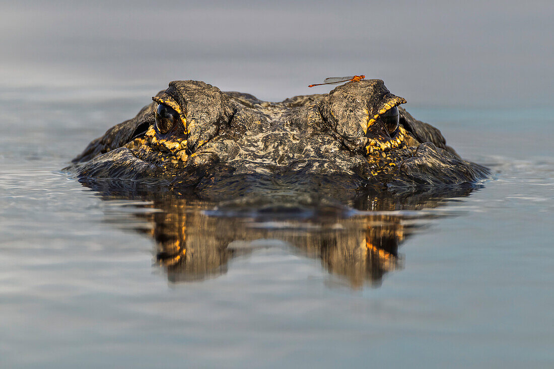 Amerikanischer Alligator aus Augenhöhe mit dem Wasser, Myakka River State Park, Florida
