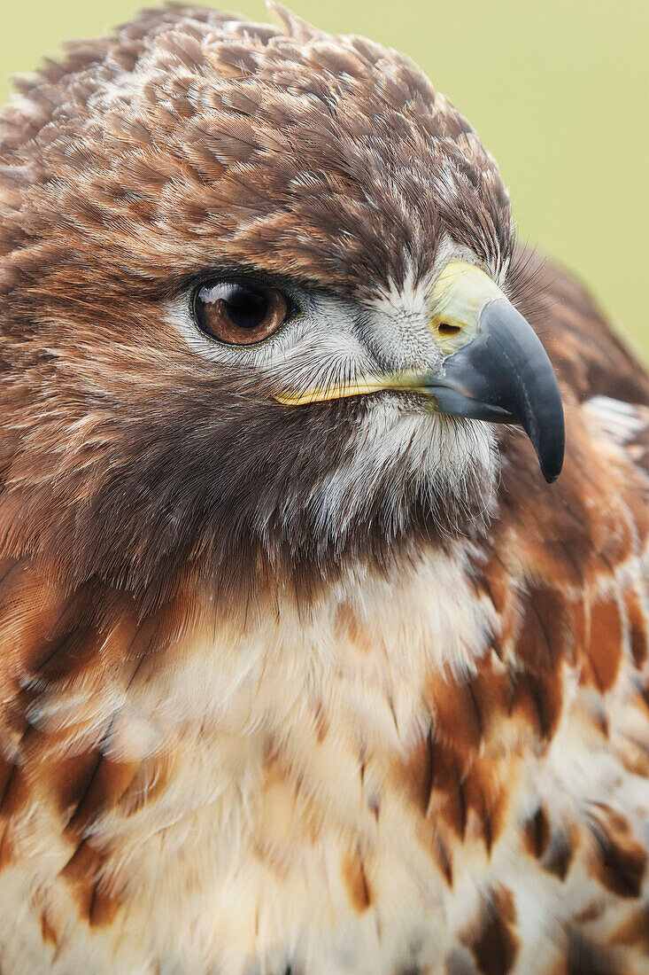 Rotschwanzbussard, Florida