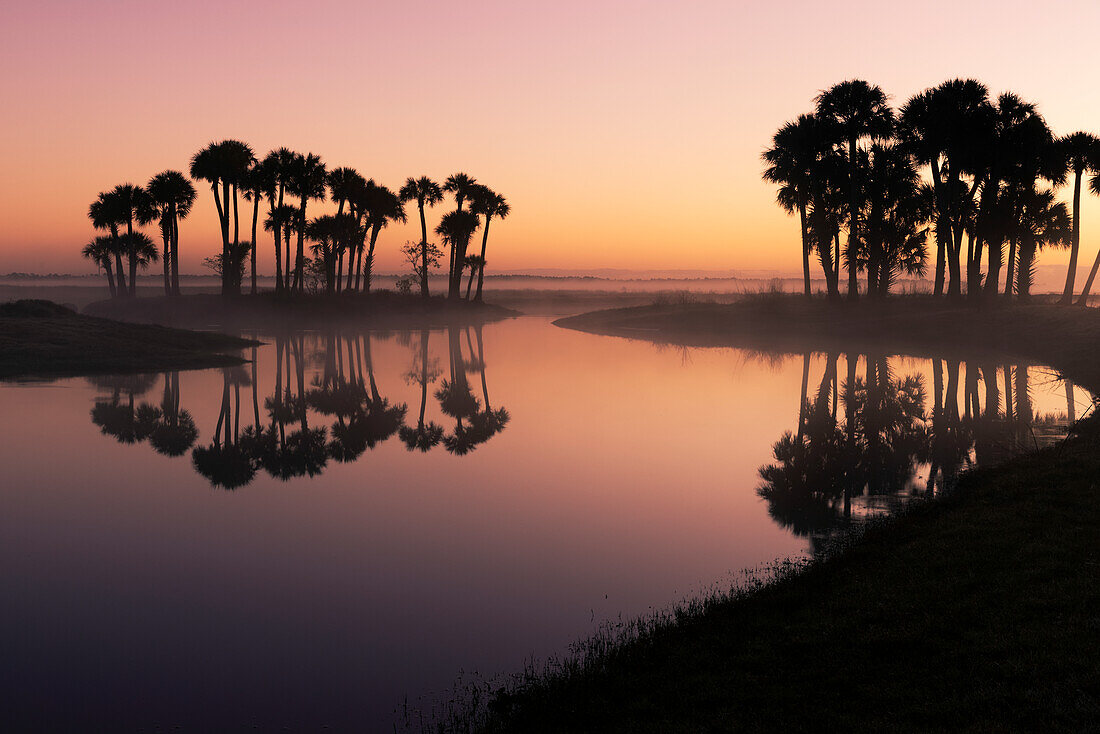 Zobelpalmen bei Sonnenaufgang am Econlockhatchee River, einem Schwarzwasserzufluss des St. Johns River, in der Nähe von Orlando, Florida