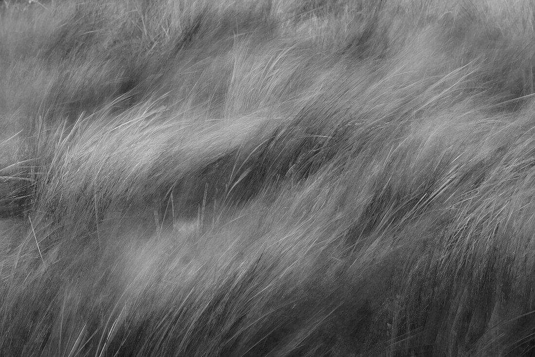 Abstrakte Schwarz-Weiß-Ansicht von Gräsern, die im Wind wehen, Merritt Island National Wildlife Refuge, Florida