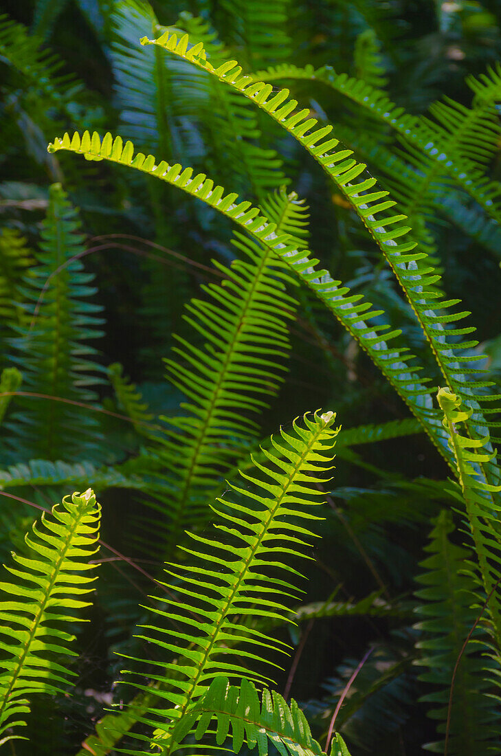 Florida, Ferns