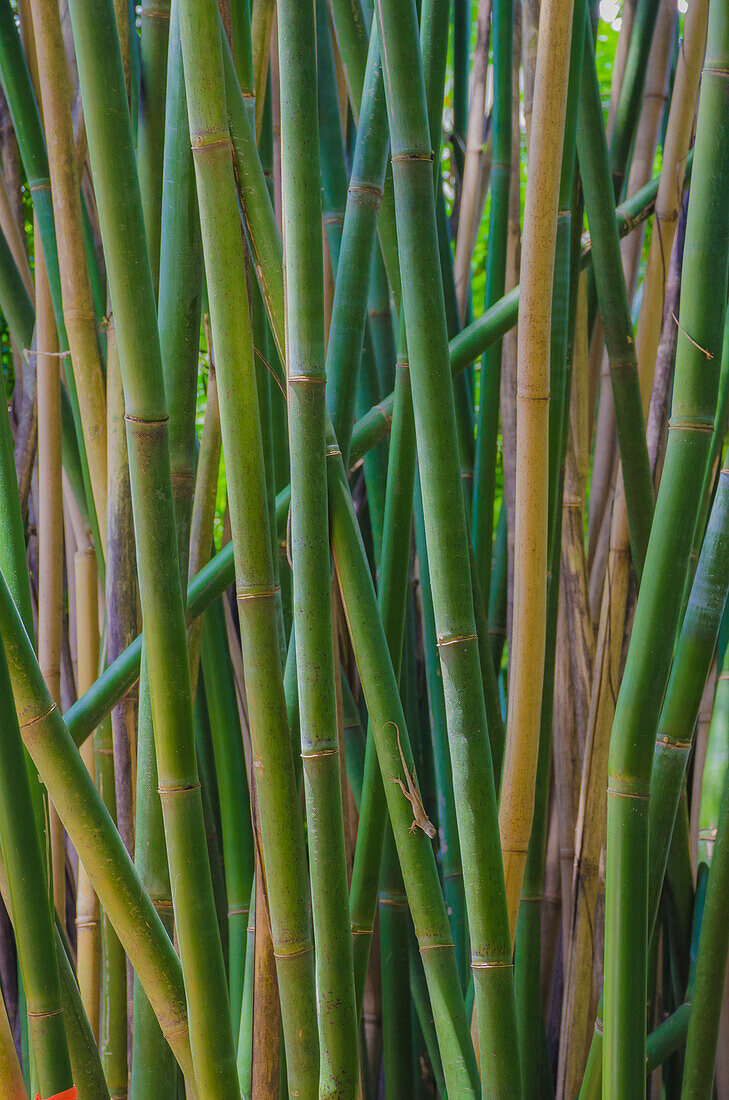 Florida, Bamboo Grove Trunks