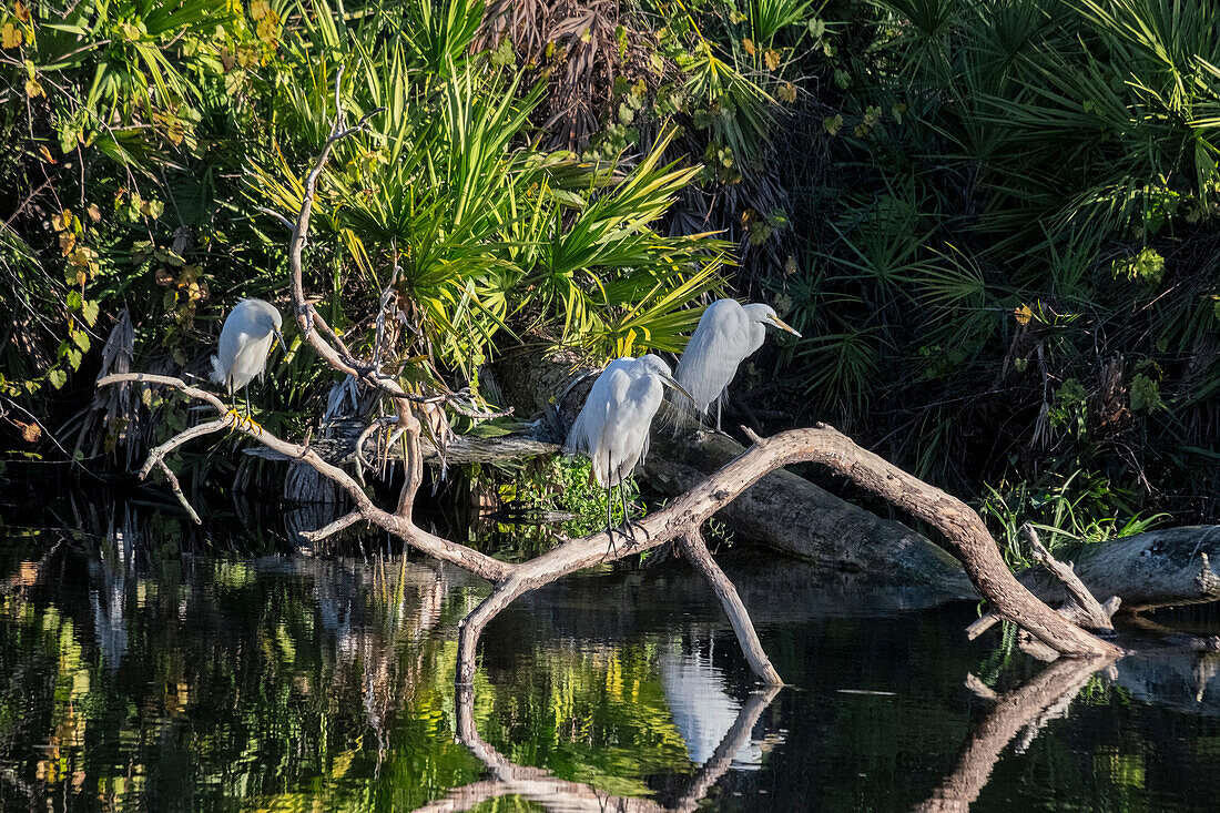 Silberreiher, Florida