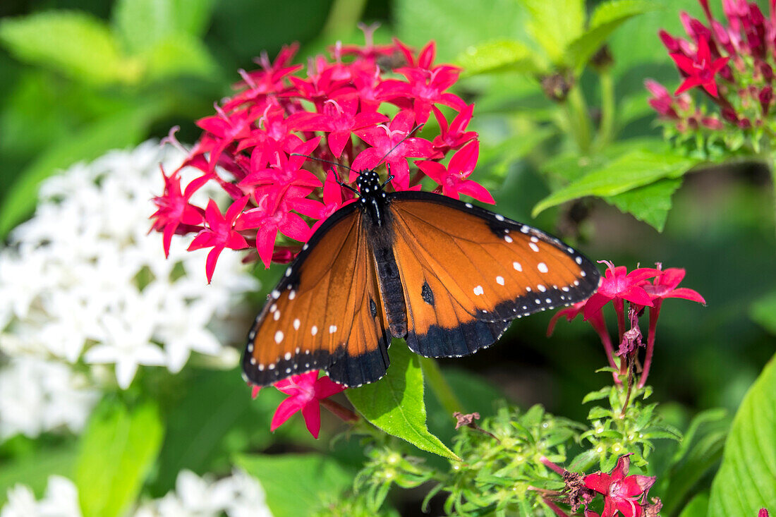 Schmetterlingskönigin, roter Pentas, USA