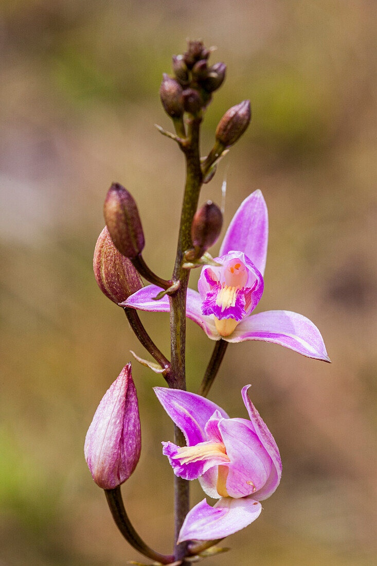 Pine Pink orchid in bloom.