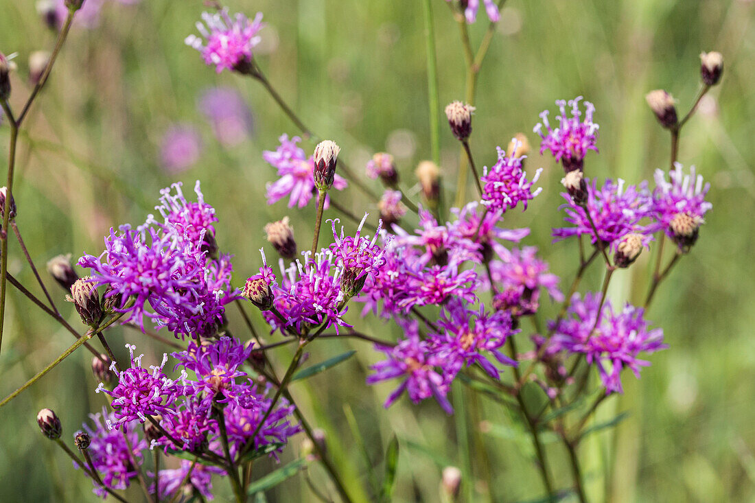 Florida ironweed.