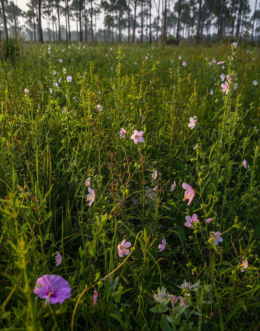 Marsh Mallow blooms in a South Florida prairie.