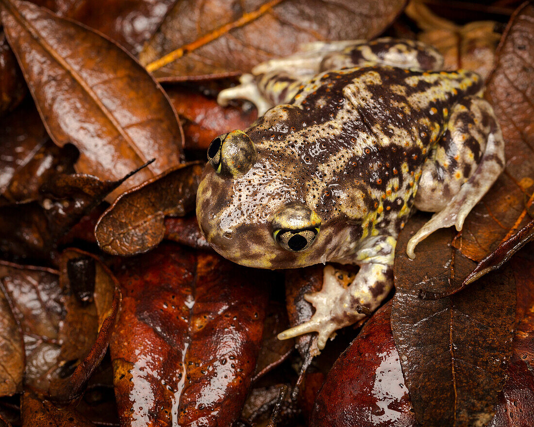 Östliche Knoblauchkröte, Scaphiopus holbrookii, Zentralflorida,