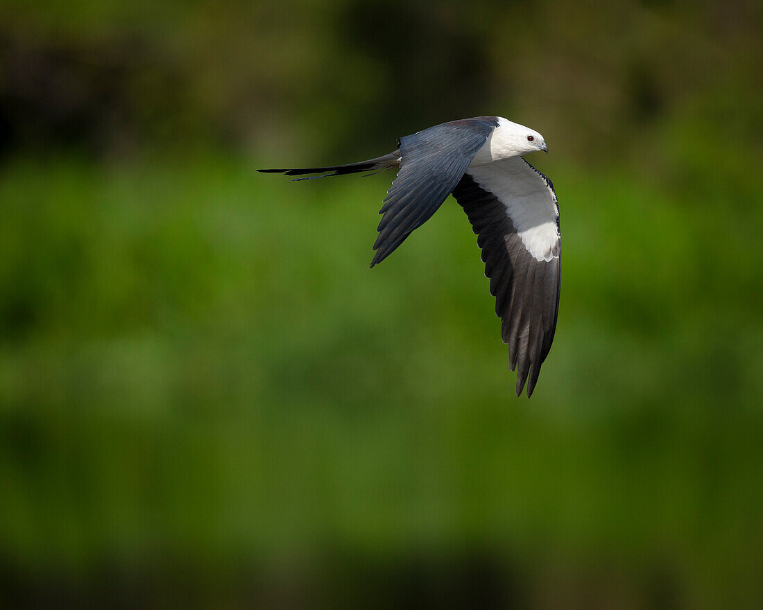 Schwalbenschwanzmilan im Flug, Elanoides forficatus, Lake Woodruff National Wildlife Refuge, Florida, USA