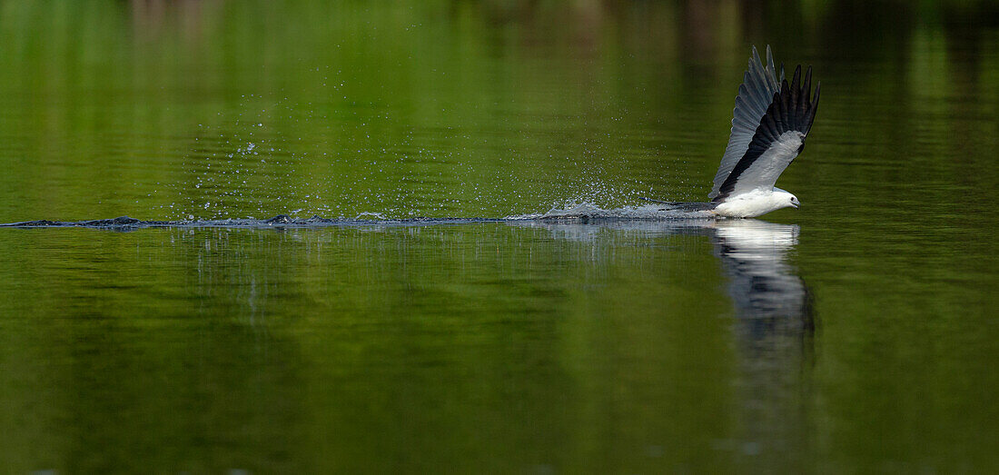 Schwalbenschwanz kommt herunter, um zu trinken oder den Unterkörper zu waschen, Elanoides forficatus, Lake Woodruff National Wildlife Refuge, Florida, USA