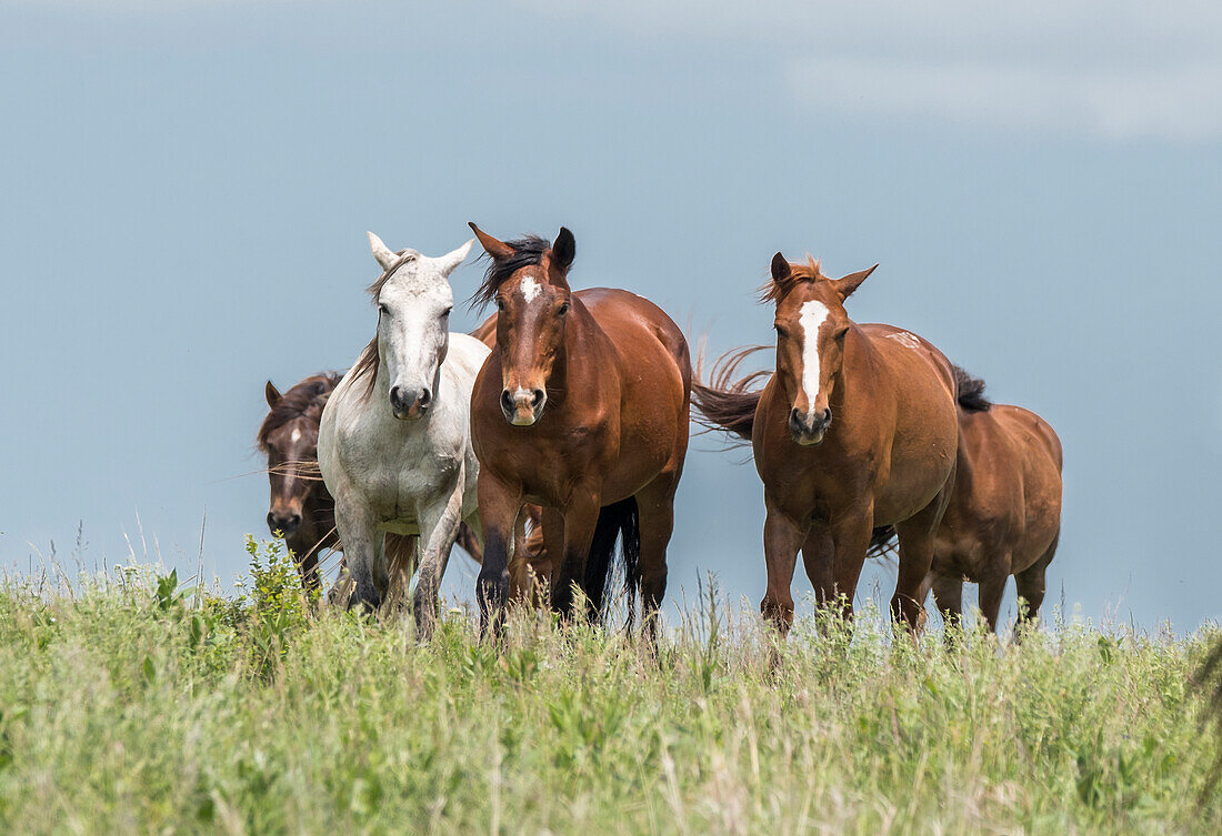 Wildpferde in den Kansas Flint Hills