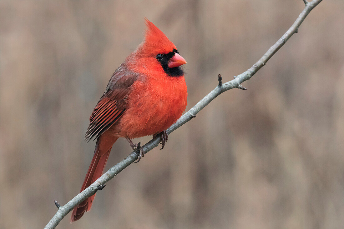 Male Northern Cardinal in winter, Cardinals cardinals, Kentucky